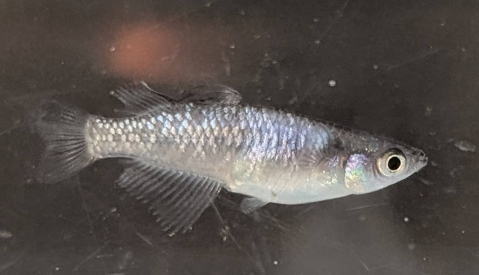 サムライめだかについて