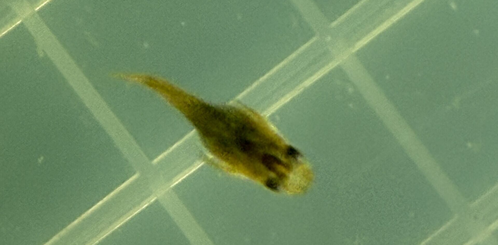 ダルマメダカは「なぜ」高水温で出やすいのか